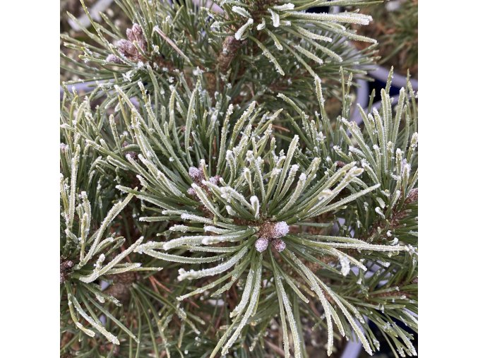 Pinus pseudopumilio 'SŠ Triumf' - borovice blatka