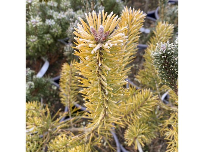 Pinus sylvestris 'Meffen Gold' - borovice lesní