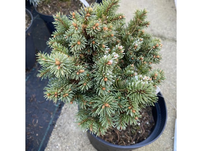 Picea abies 'Poscolimo' - smrk ztepilý