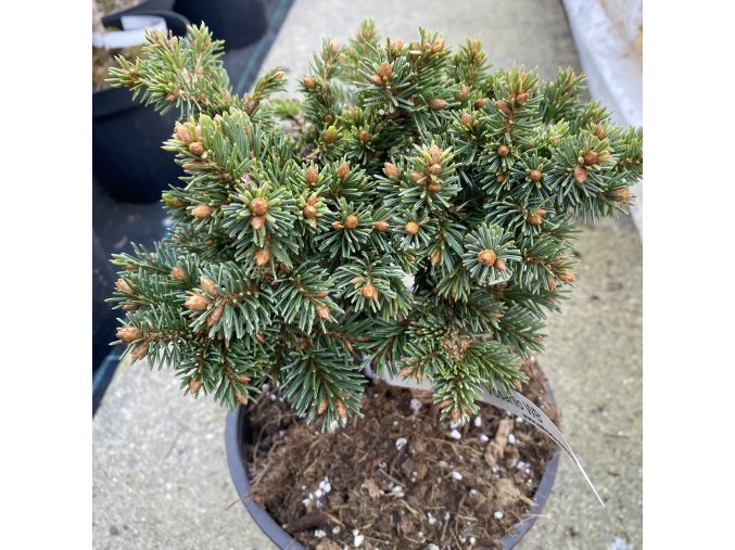 Picea abies 'Vosáhlo WB' - smrk ztepilý