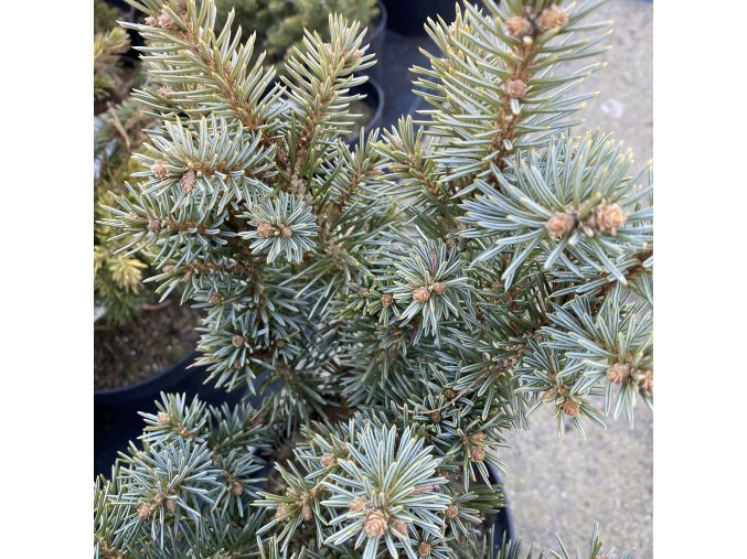 Picea pungens 'Kyle’s Beauty' - smrk pichlavý