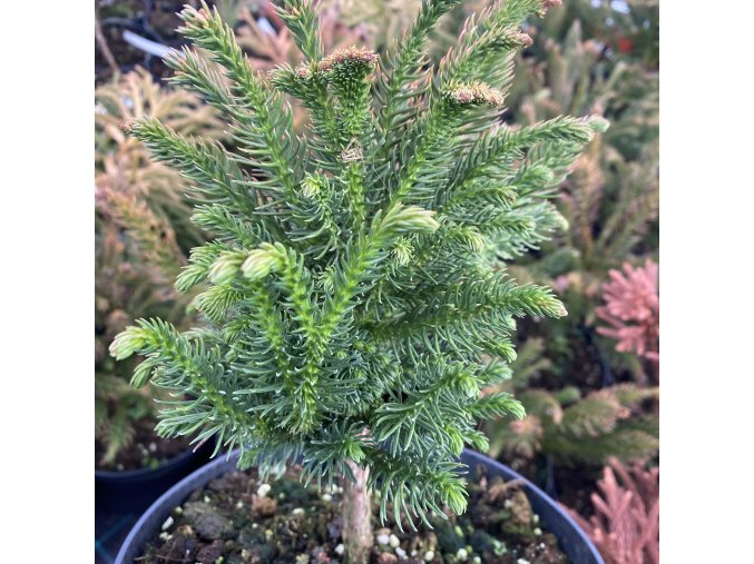 Cryptomeria japonica 'Tomahawk' - kryptomérie japonská