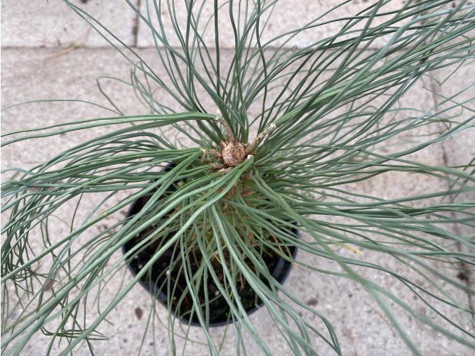 Pinus engelmannii - borovice Engelmannova