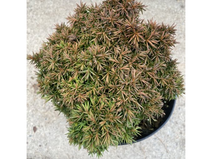 Cryptomeria japonica 'Vanc WB' - kryptomérie japonská