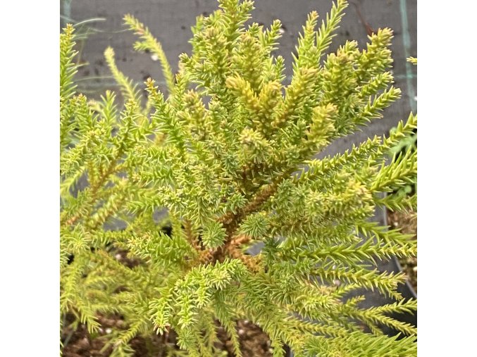 Cryptomeria japonica 'Aritaki' - kryptomérie japonská