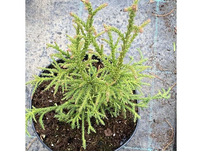 Cryptomeria japonica 'Semi' - kryptomérie japonská