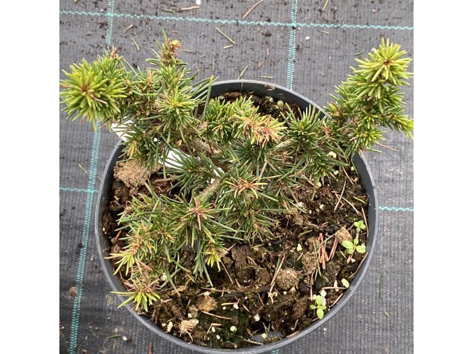 Cedrus libani 'Green Night' - cedr libanonský