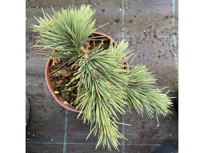 Cedrus libani 'Katere' - cedr libanonský