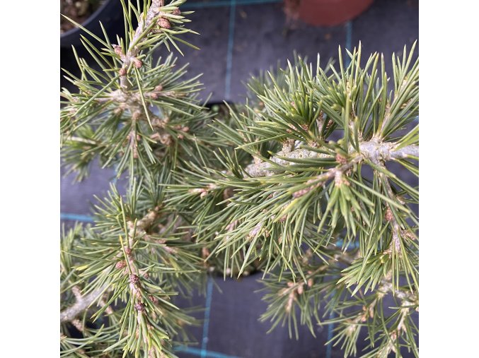 Cedrus libani 'Tenax Broom' - cedr libanonský