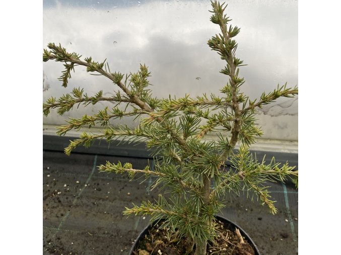 Cedrus atlantica 'Green Wave' - cedr atlaský