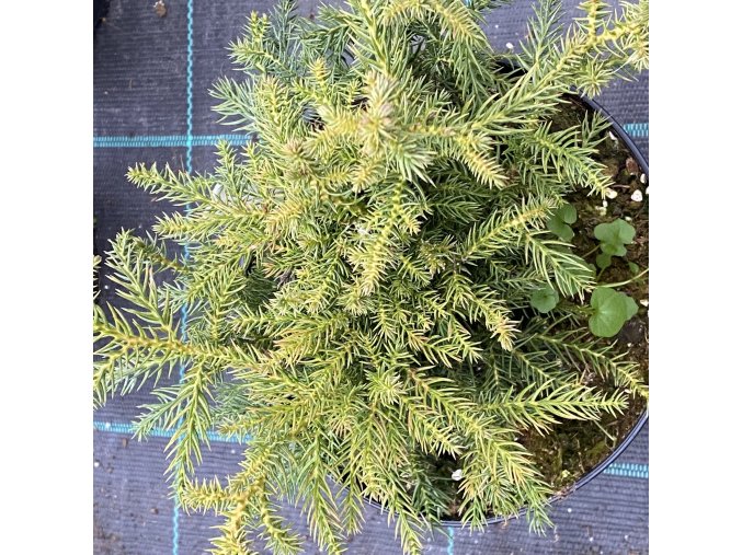 Cryptomeria japonica 'Knaptonensis' - kryptomérie japonská