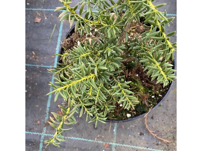 Podocarpus nivalis 'Livingstone' - nohoplod