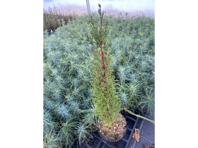 Cupressus sempervirens - cypřiš stálezelený
