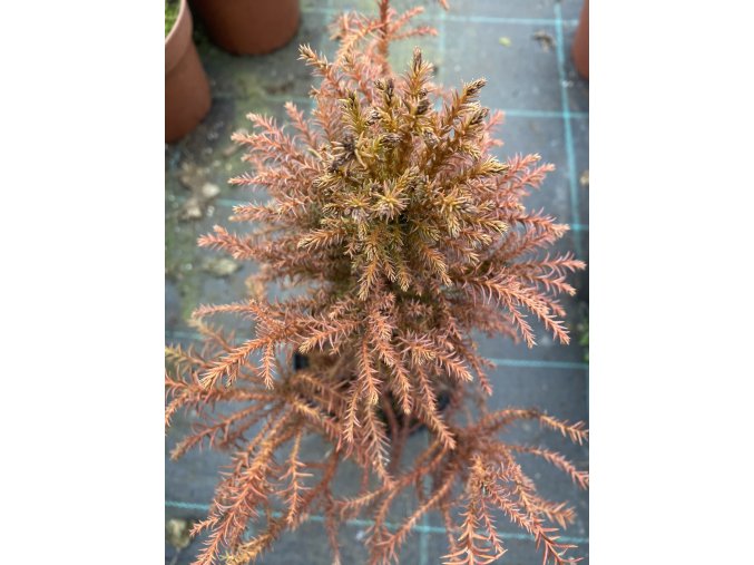 Cryptomeria japonica sp.- kryptomérie japonská