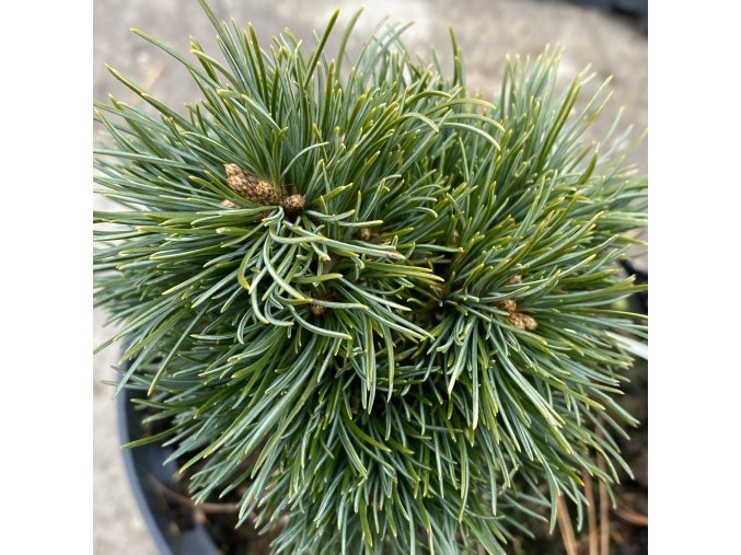 Pinus parviflora 'Fenja' - borovice drobnokvětá