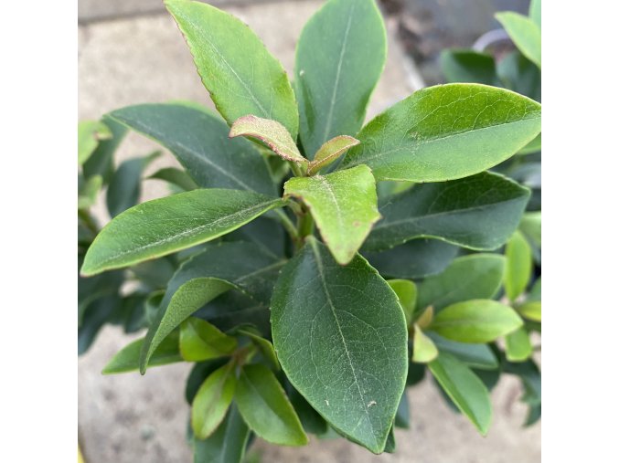 Rhaphiolepis umbellata 'Minor' - hlohovka okoličnatá