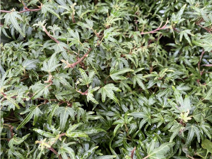 Hedera helix 'Diny' - břečťan