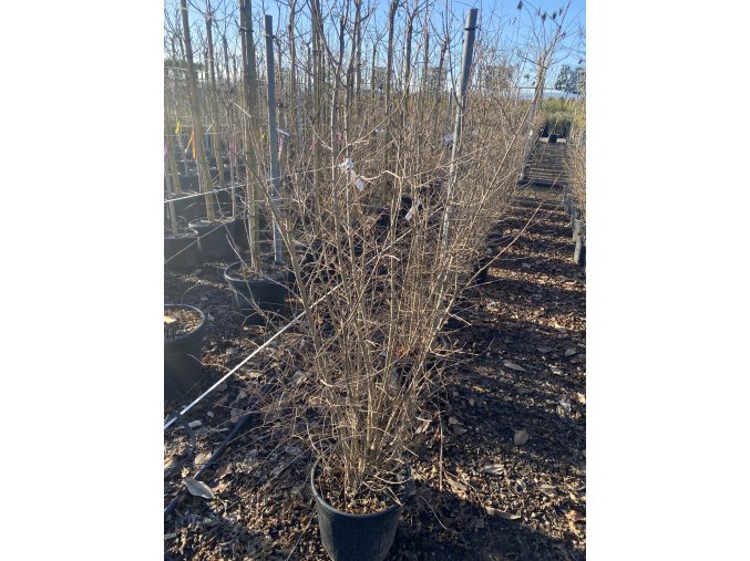 Punica granatum 'Wonderful' - granátové jablko