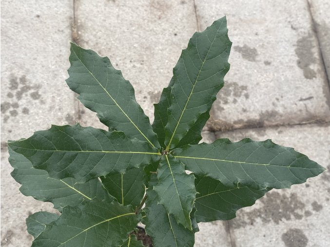 Quercus rhysophylla 'Maya' - dub mexický lokvátový
