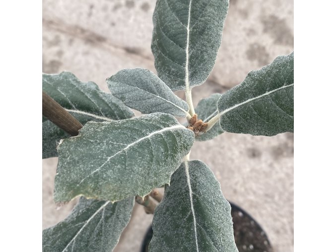 Quercus crassifolia 'Flamingo' - dub tlustolistý