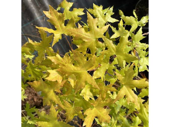 Acer truncatum 'Volcano' - javor uťatý