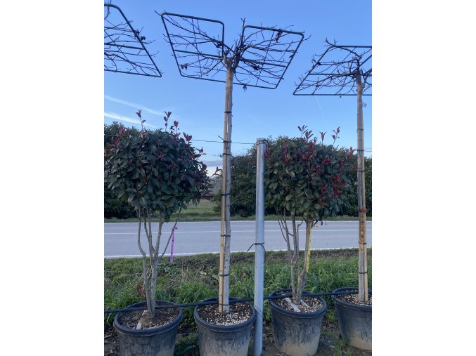 Liquidambar styraciflua 'Pendula' - ambroň západní