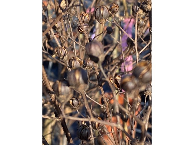 Lagerstroemia 'Pink Velour' - pukol