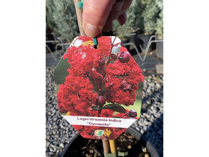 Lagerstroemia 'Dynamite' - pukol