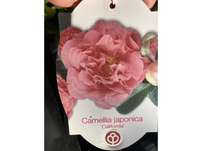 Camellia japonica 'California' - kamélie
