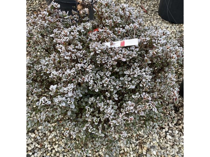 Azalea japonica 'Hino Crimson' - azalka japonská