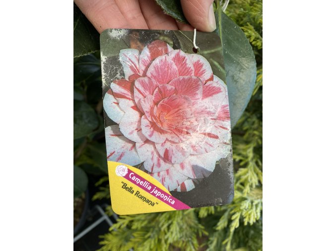 Camellia japonica 'Bella Romana' - kamélie