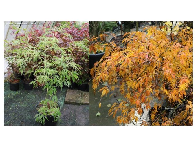 Acer palmatum 'Dissectum Viridis' kmínek - javor dlanitolitý
