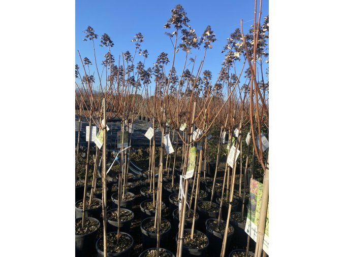 Hydrangea paniculata 'Wim's Red'® kmínek - hortenzie latnatá