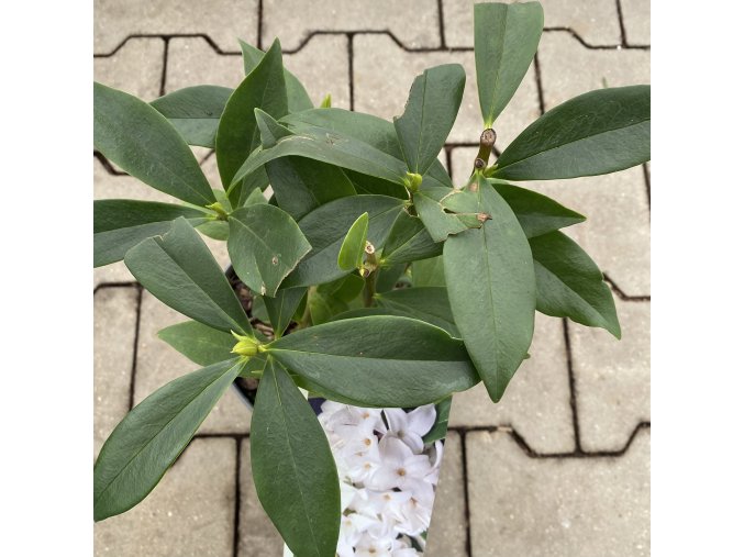 Daphne 'Princess White' - lýkovec