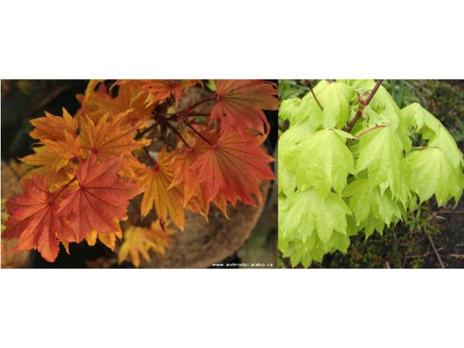 Acer shirasawanum 'Aureum' kmínek - javor japonský