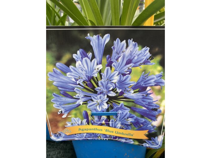 Agapanthus 'Blue Umbrella' - kalokvět