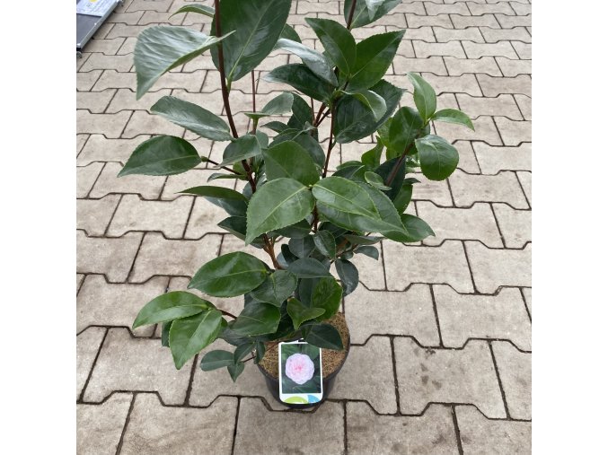 Camellia japonica 'William Bartlett'' - kamélie japonská