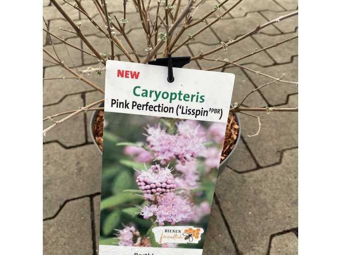 Caryopteris x clandonensis 'Pink Perfection' - ořechoplodec
