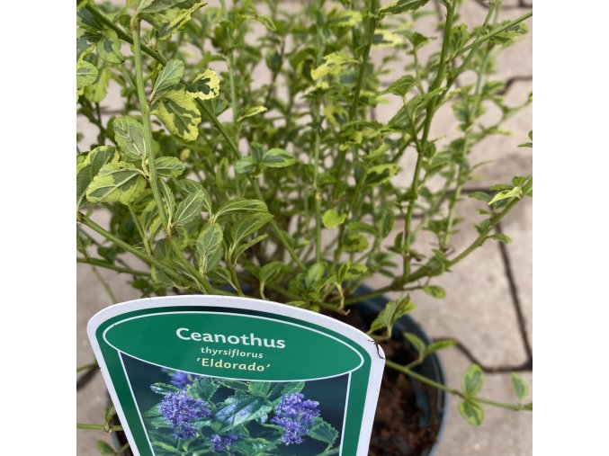 Ceanothus 'Eldorado' - latnatec