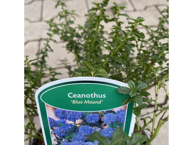 Ceanothus 'Blue Mound' - latnatec