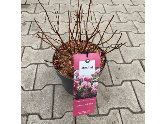 Hydrangea arborescens 'Magical Dark Pink' - hortenzie stromečkovitá