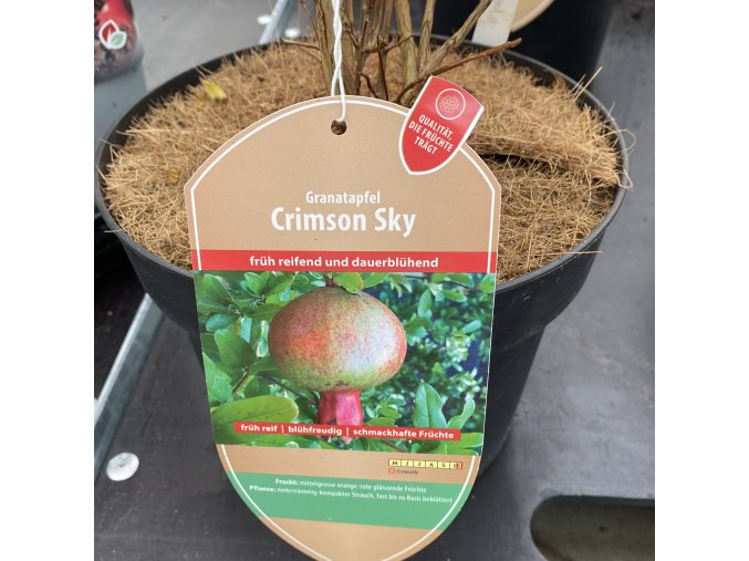 Punica granatum 'Crimson Sky' - granátové jablko