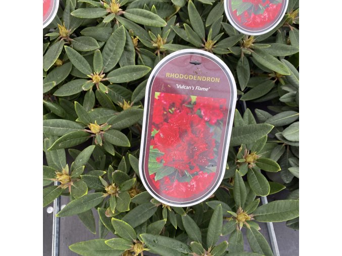 Rhododendron 'Vulcan's Flame' - pěnišník