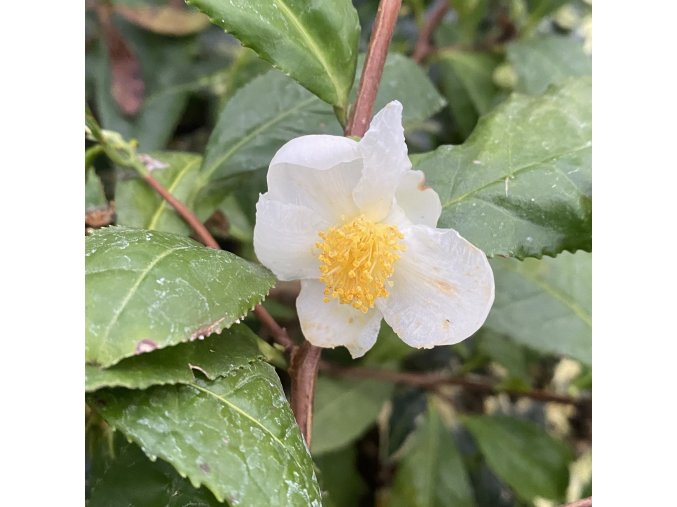 Camellia sinensis 'Kolkhida' - kamélie Gruzínský zelený čaj