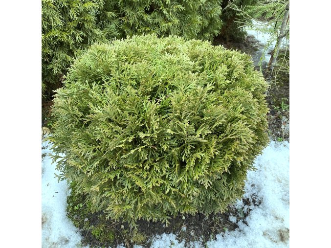 Thuja occidentalis 'Danica' bal - zerav západní