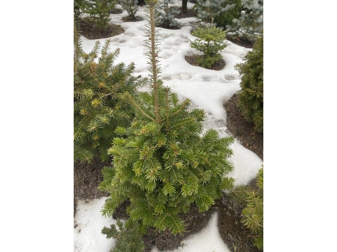 Abies nordmanniana bal - jedle kavkazká