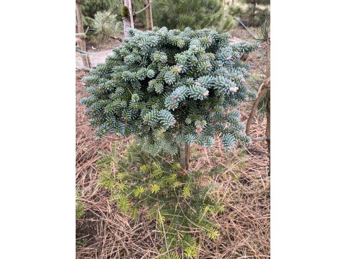Abies pinsapo 'WB1' kmínek bal - jedle španělská