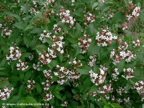Abelia mosanensis - abélie