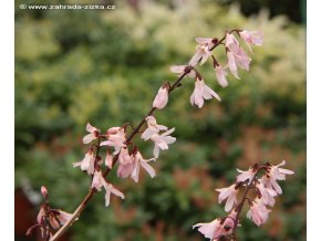 Abeliophyllum distichum 'Roseum' - abéliovník dvouřadý