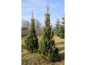 Abies alba 'Pyramidalis' - jedle bělokorá